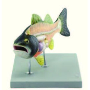 Fish Model